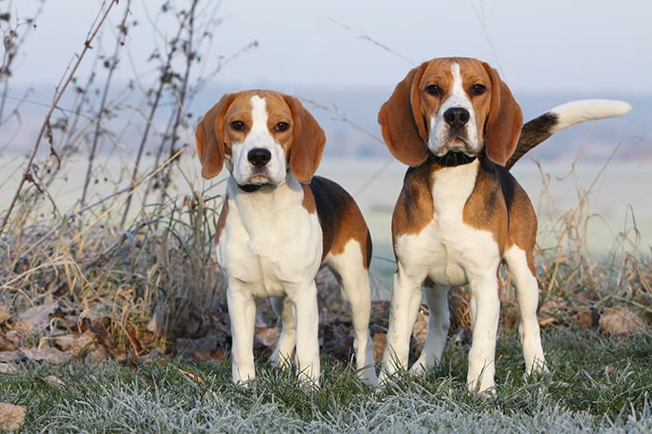 تصویر بیگل (Beagle)